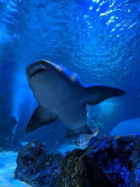 SEA LIFE Centre Weymouth